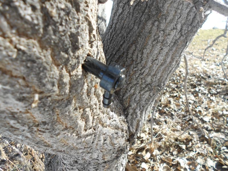 A hole in maple tree that is tapped.