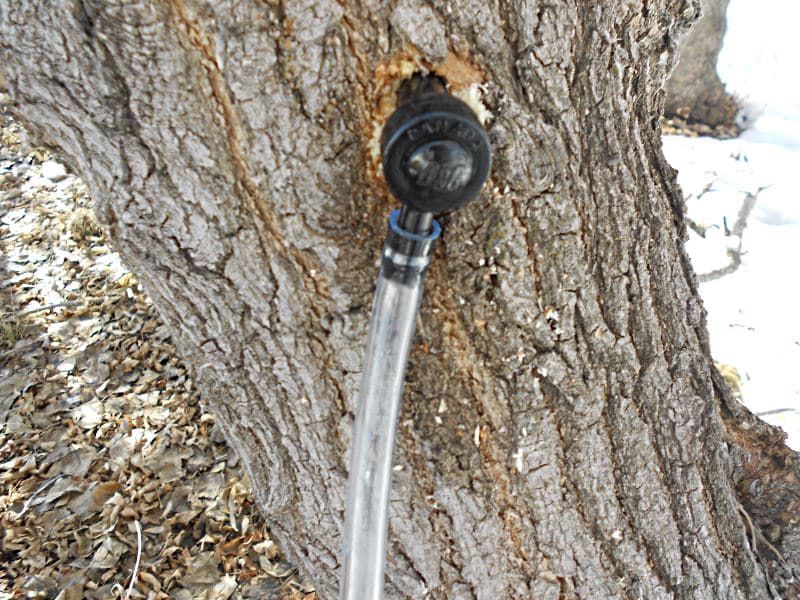 A hole in maple tree that is tapped with a siphon.