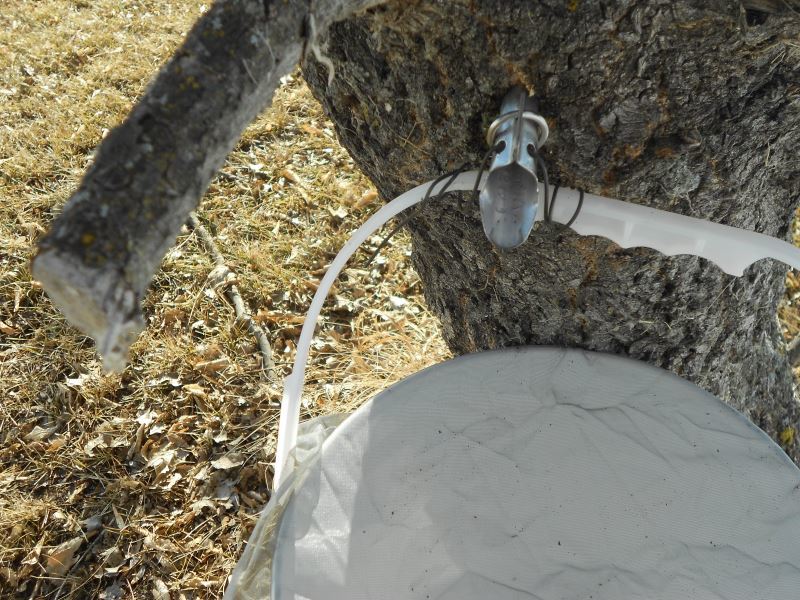 A pail hooked onto a maple tree tap, with mesh netting over top of it.