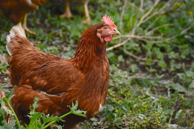 Brown hen on grass.