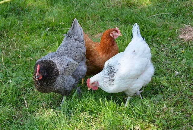 White, brown and grey hens.