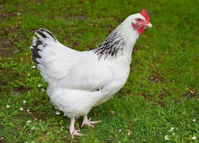 White hen on grass.