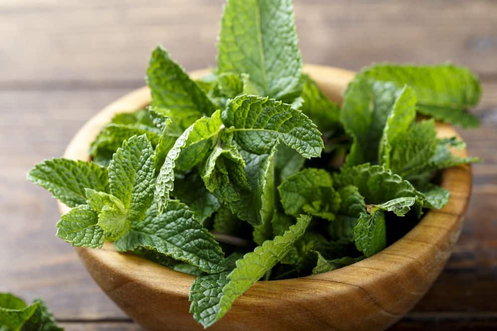Fresh mint in a bowl on a wooden background.