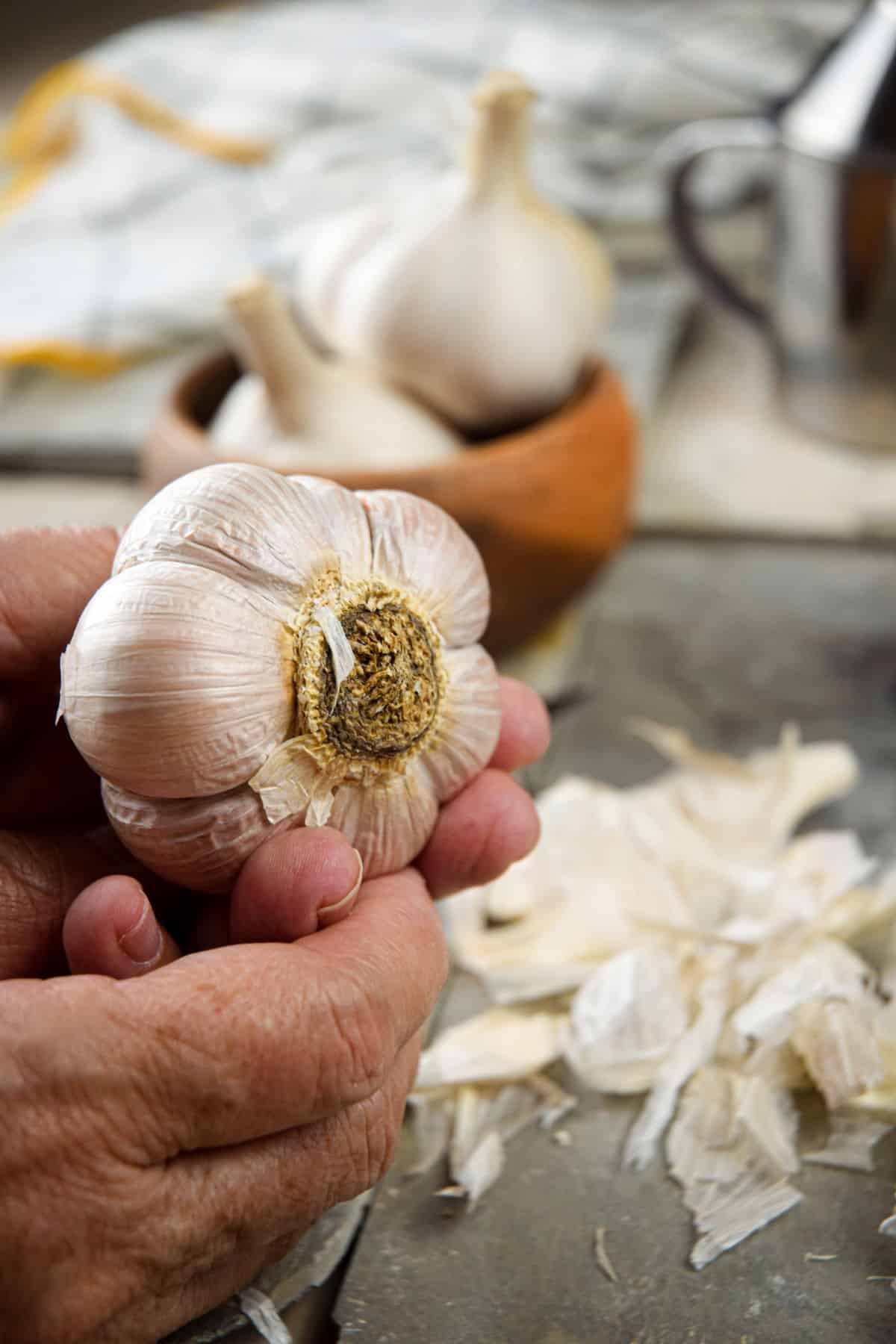 Head of garlic in hands.