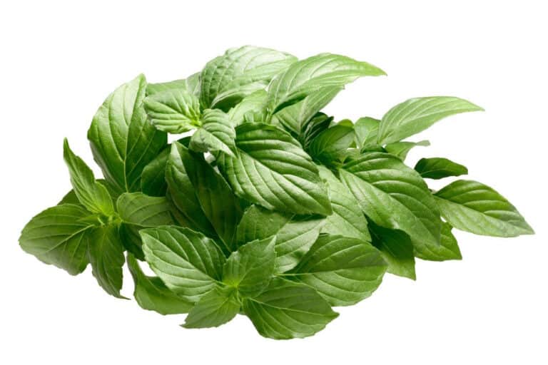 All About Basil: Types, Substitutes, Recipes and More - In the Kitch