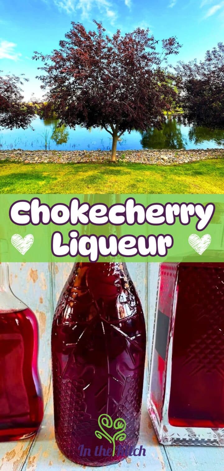 Images of chokecherry tree and liqueur with text overlay that says 'Chokecherry Liqueur'.