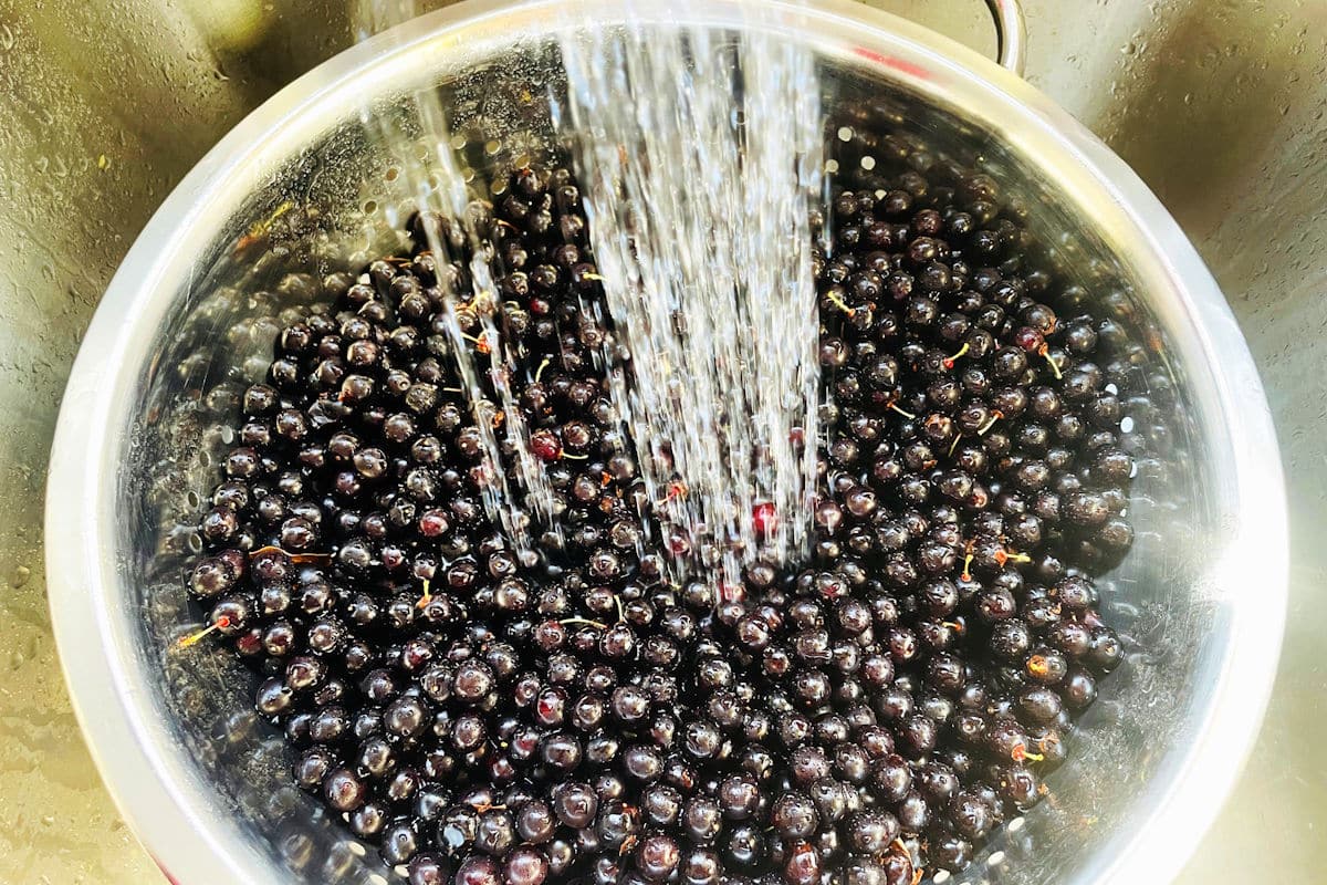 Chokecherries in colander getting rinsed with water.