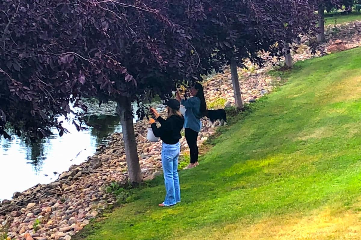 Joss and Michelle picking chokecherries.