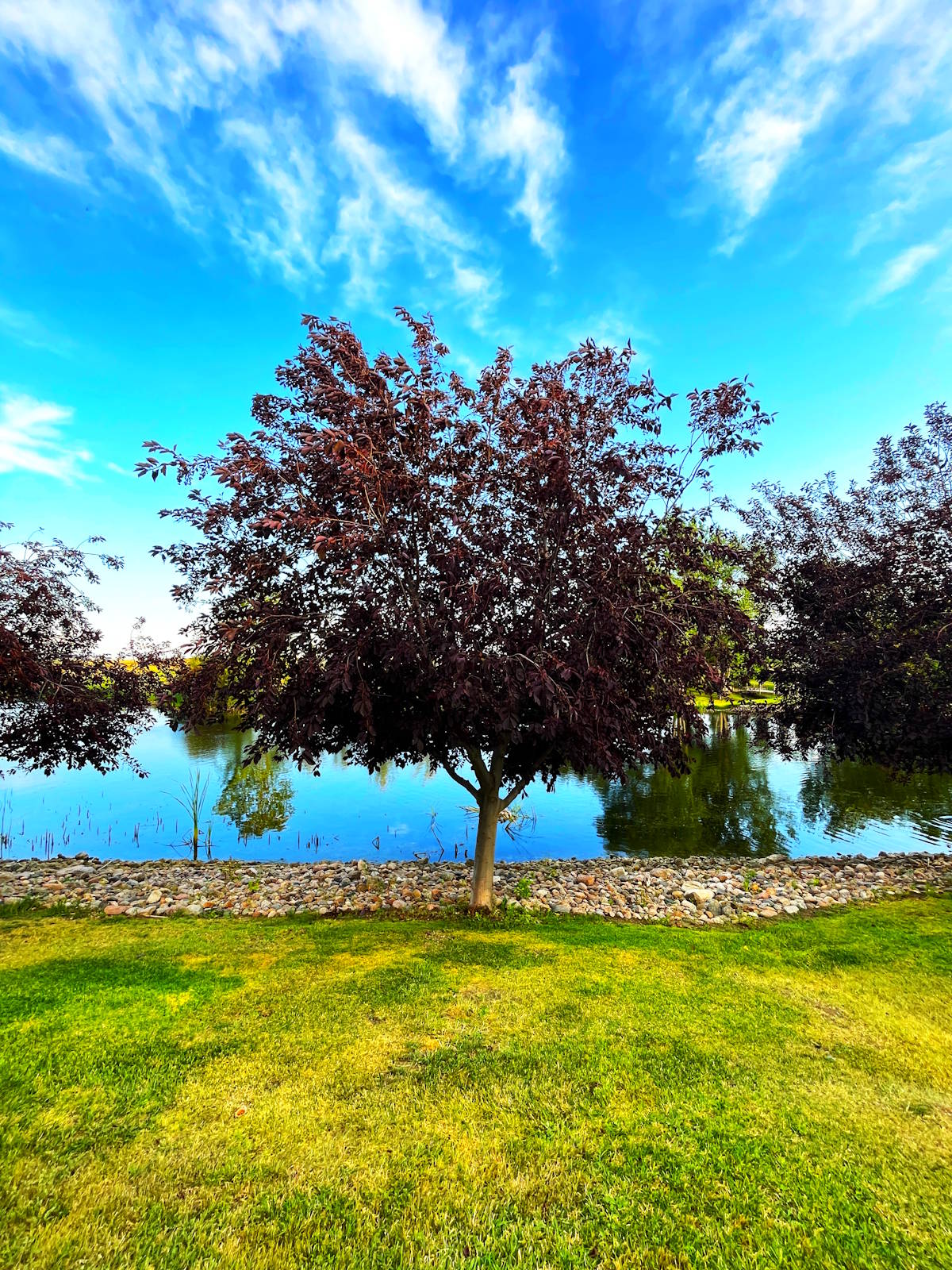 Chokecherry tree in landscaped yard.