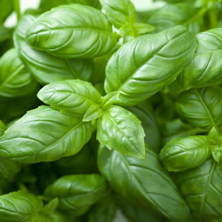 All About Basil: Types, Substitutes, Recipes and More - In the Kitch