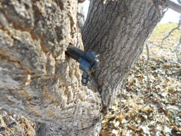 Spigot in maple tree.