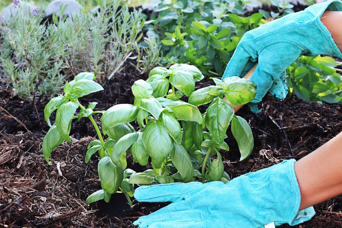 A gardener's gloved hand planting Basil with a small trowel in a herb garden with rich composted soil.