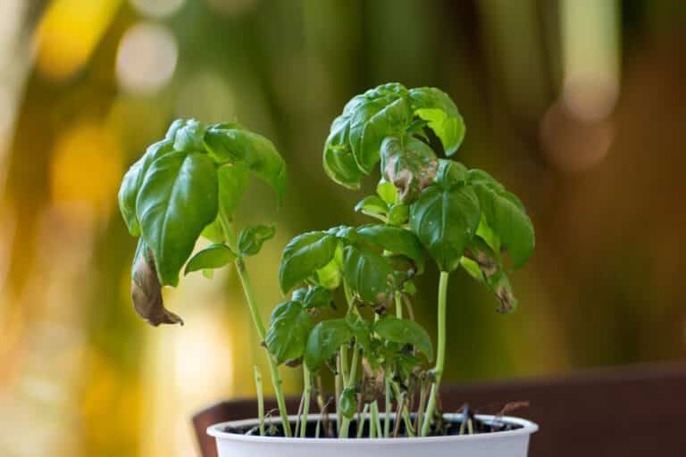 All About Basil: Types, Substitutes, Recipes and More - In the Kitch